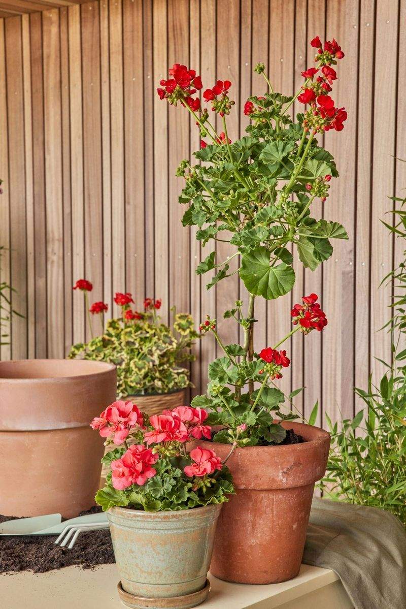 Jardins Harmonie France 14